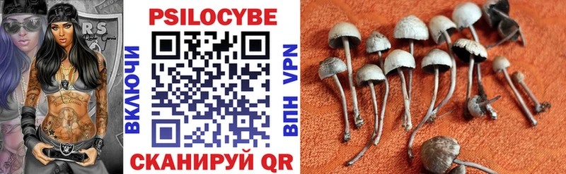 где можно купить наркотик  Владимир  Галлюциногенные грибы Cubensis 