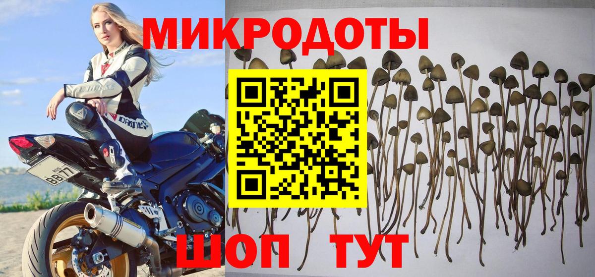 Псилоцибиновые грибы Cubensis  Псилоцибиновые грибы прущие грибы  Владимир 